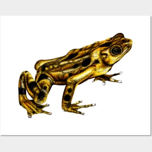 Golden frog colour illustration Posters and Art